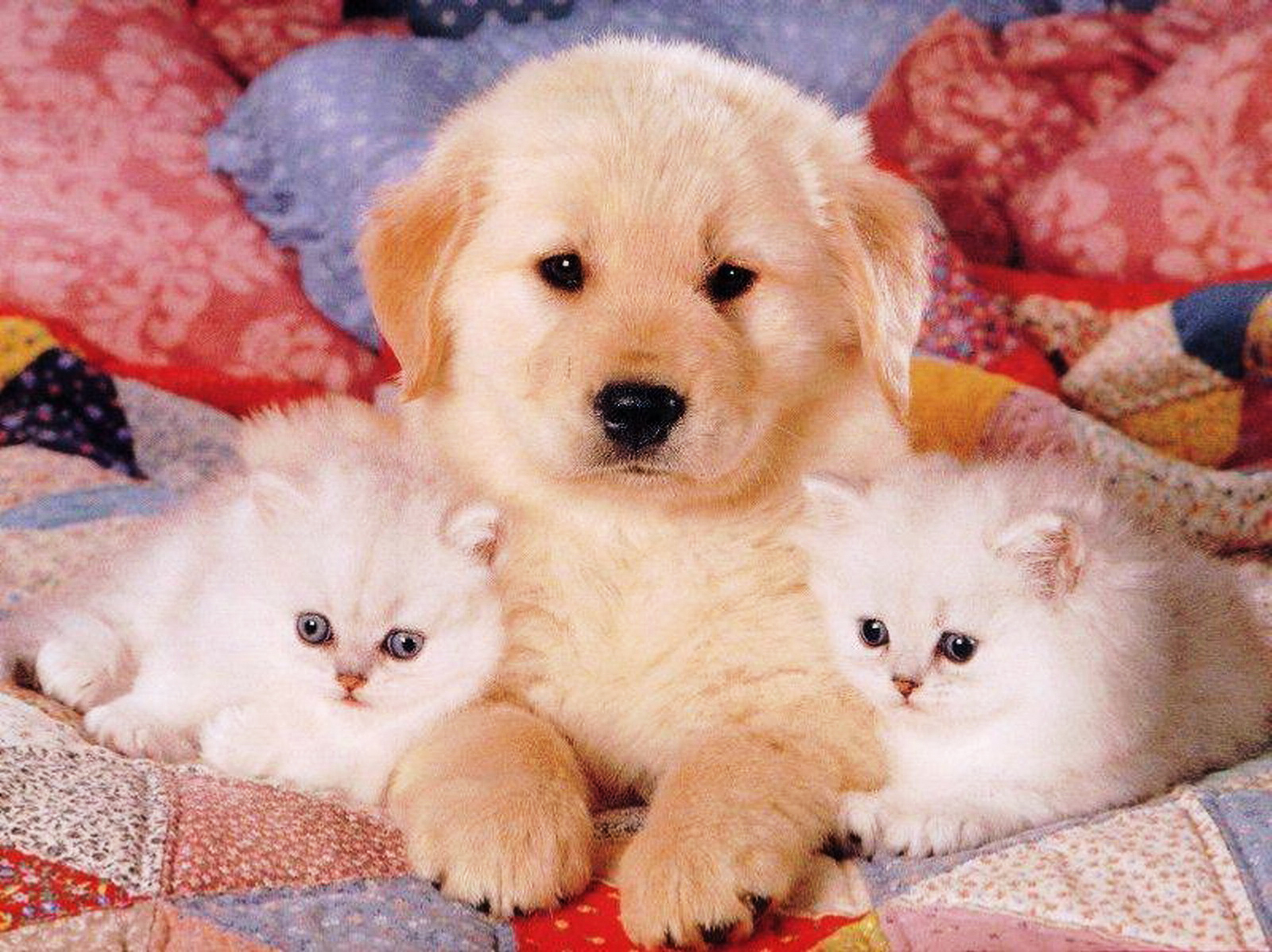 Милые фотки котиков и собачек