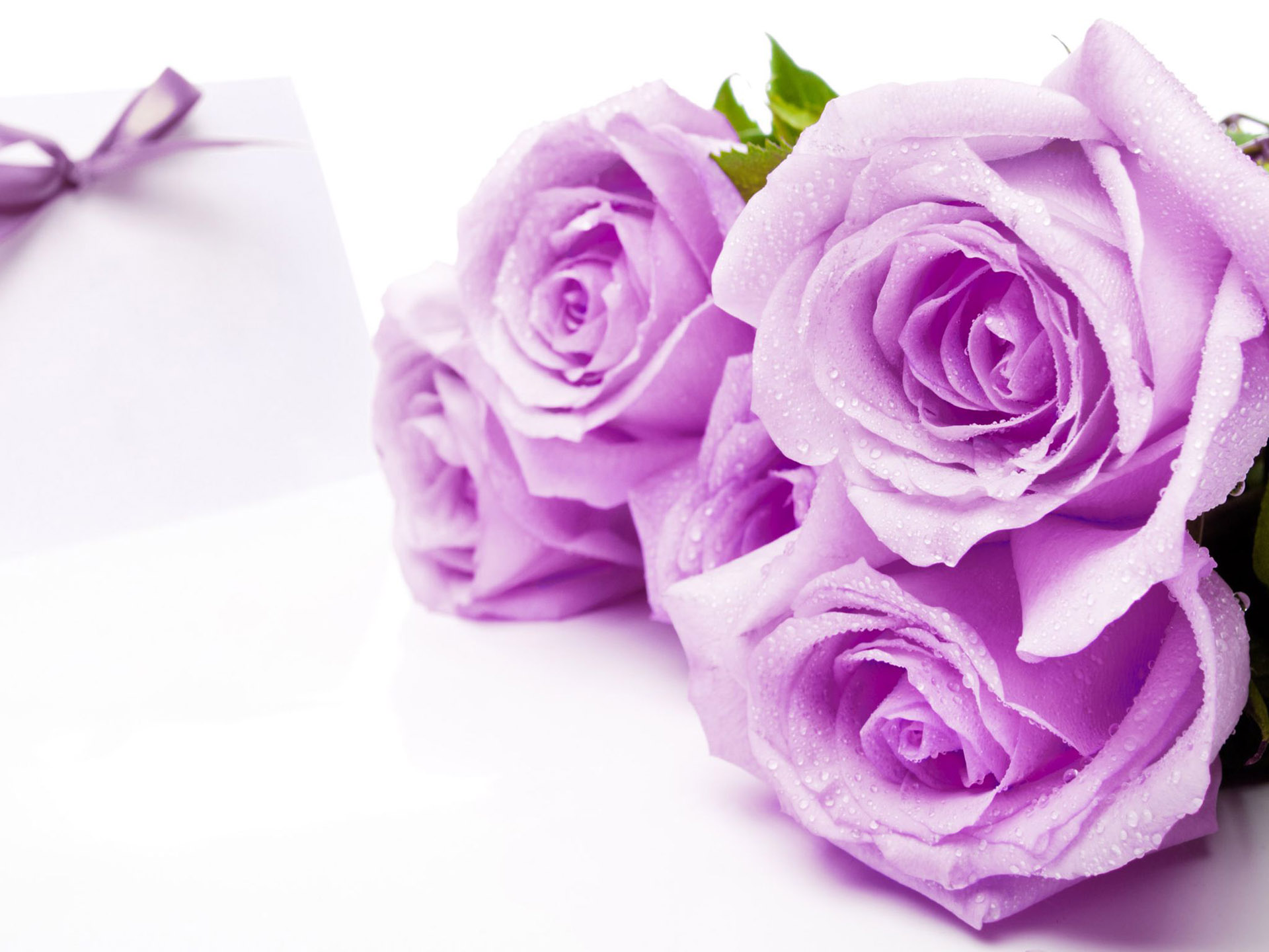 нежно-фиолетовые розы бесплатно