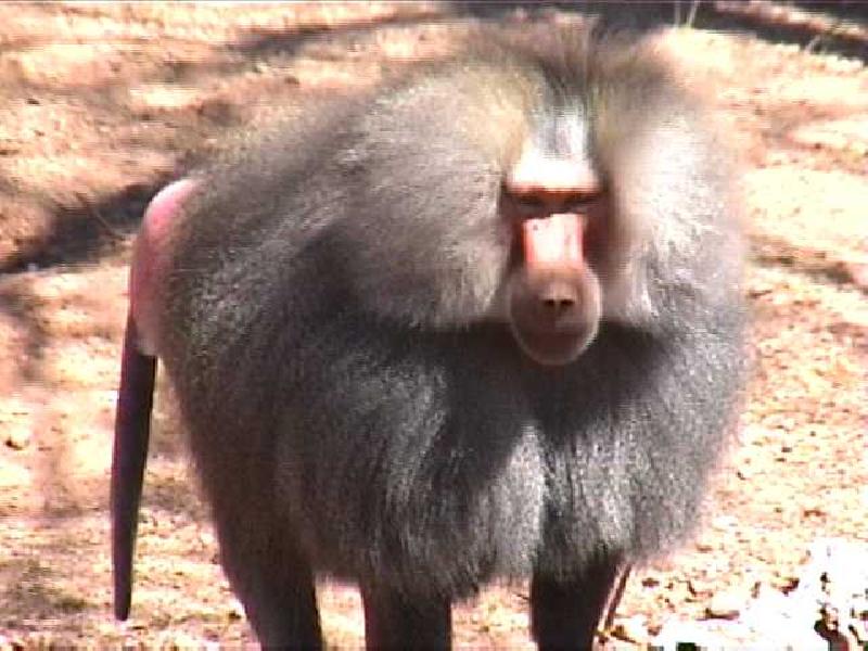 Привет я бабуин я как человек. Сулавесский хохлатый павиан. Синезадый Бабуин. Джин зеленый Бабуин. Гамадрил Африка.